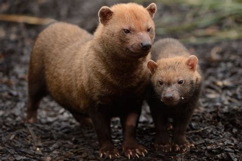 The adorable and rare South American bush dog : r/pics