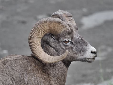 Bighorn Sheep | OLYMPUS DIGITAL CAMERA | Yohei Yoshida | Flickr