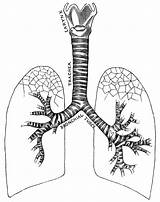 Respiratory System Coloring Page  Home sketch template