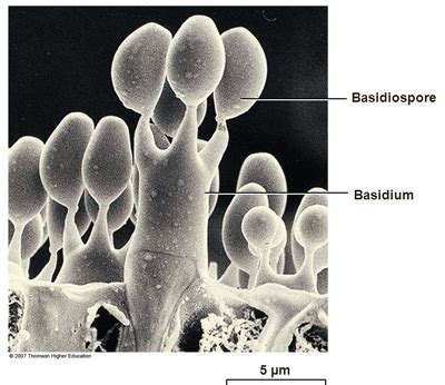 Basidiospores: Allergy, Health Symptoms & Treatment | Mold Busters