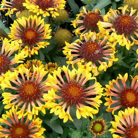 Gaillardia x grandiflora 'Fanfare' (PP15892) from NVK Nurseries