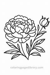 Free Printable Peony Coloring Pages For Kids sketch template