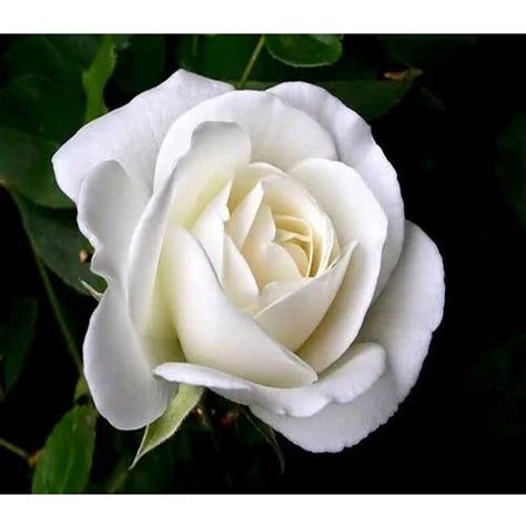 White Rose Flower Images / White Rose Images Stock Photos Vectors Shutterstock | Lucy Welch