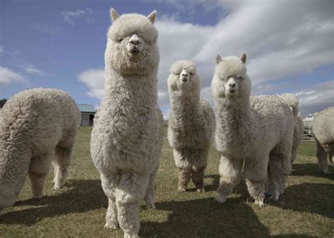 Para editar queso Dispersión cuanto pesa una alpaca redonda Polvoriento ...