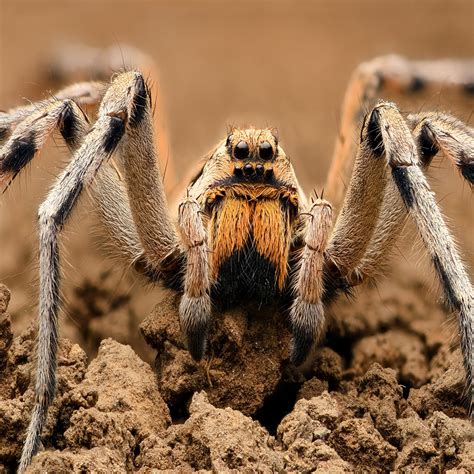 Five Facts about Wolf Spiders | Green Pest Solutions