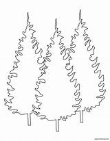 Pine Coloring Pinon Drawing Pages Longleaf Tree Ponderosa Printable  sketch template