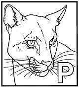 Panther coloring page  Animals Town color Sheet sketch template