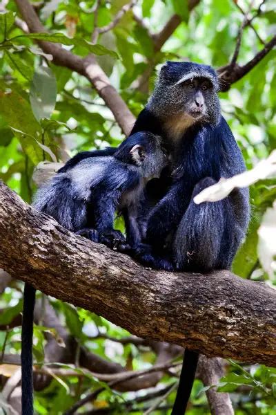 Blue Monkey - Facts, Diet, Habitat & Pictures on Animalia.bio