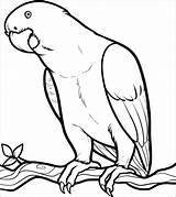 Mandala Flying Parrot Coloring Pages For Adults  ColoringBay sketch template