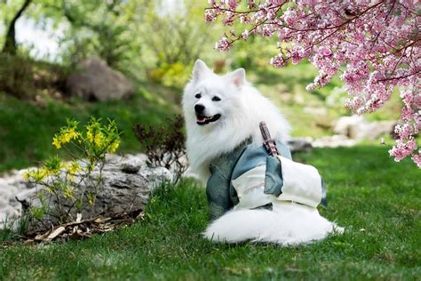 Top Cutest Japanese Dog Breeds You Can Ever Have - Our Dog Breeds