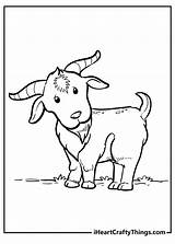 Free Printable Goat With No Horns Coloring Pages sketch template