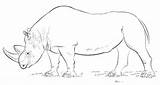 African Rhino coloring Page  Free Printable Coloring Pages sketch template