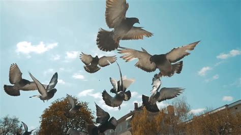 Flock Of Pigeons Flying - Stock Video | Motion Array