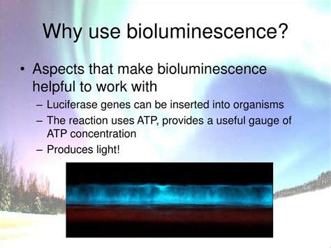 PPT - Bioluminescence PowerPoint Presentation, free download - ID:631703