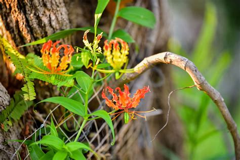 Flame lily: cultivation, propagation & care - Plantura