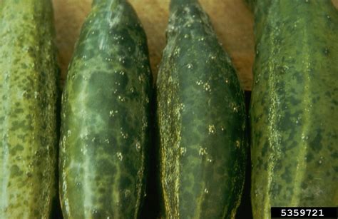 Information About Cucumber Mosaic Virus | Gardening Know How