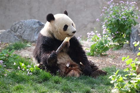 Panda House, Beijing Zoo, China