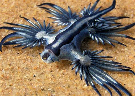It's Real... Meet The Strange But Beautiful Sea Creature That Can KILL ...