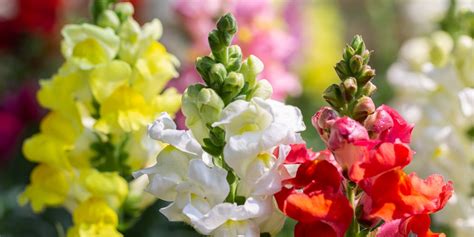 Dead Snapdragons: Common Causes and Solutions