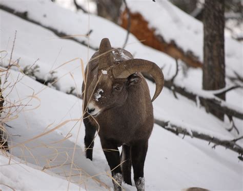 » Ovis canadensis (Bighorn Sheep)