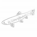 Mississippi Trout Fishing Coloring Page For Kids  Free Trouts sketch template