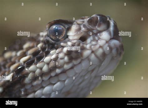 Side view of a viper snake head hi-res stock photography and images - Alamy