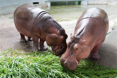 9 Things Hippos Like to Eat Most (Diet, Care & Feeding Tips)