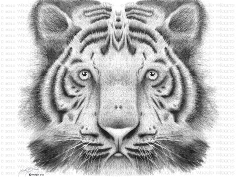 » Blog Archive » Drawing – Tiger Portrait 8.5 x 11 Print