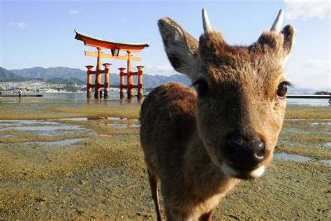 Miyajima Island Is Full of Deer and Is One of the Best Things to See in ...