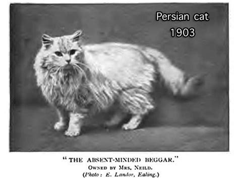 History - Ethereal Persians