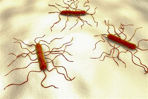 Listeria Symptoms : Symptoms of listeria (or listeriosis) include fever ...