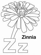4 Beautiful Zinnia Coloring Pages For Girls  sketch template