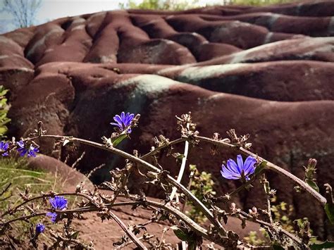 Badlands | Badlands, Explore, Plants