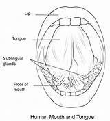 Human Mouth And Tongue sketch template