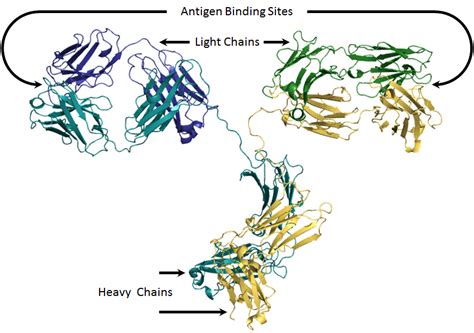 Immunoglobulins