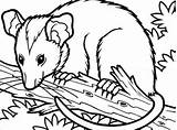 Opossum Coloring Page At GetColoringscom  Free Printable Colorings sketch template