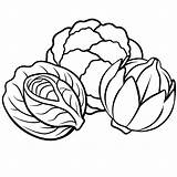 Brussels sprouts Cabbage Zucchini Vegetables Outline coloring Book Page  sketch template