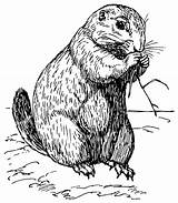 Free Prairie Dog Coloring Pages sketch template