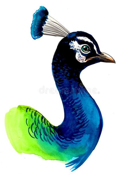 Blue peacock head stock illustration. Illustration of sketch - 270013723