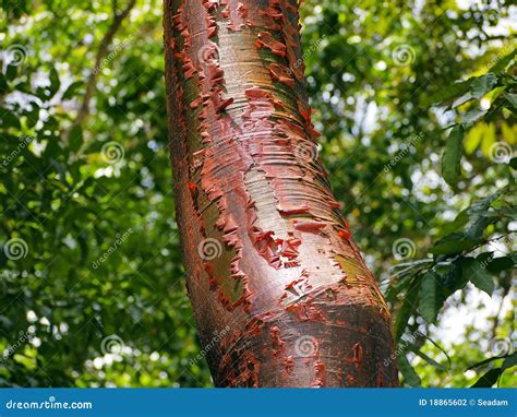 Bursera simaruba stock photo. Image of panama, ecosystem - 18865602