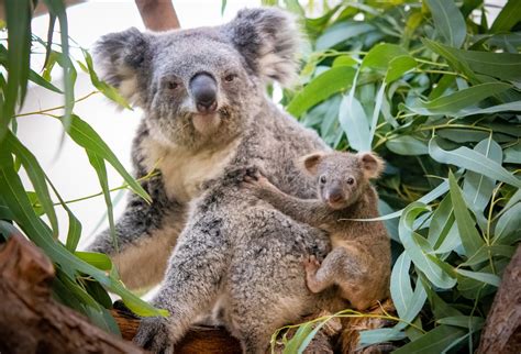 Cleveland Metroparks Zoo welcomes baby koala for the first time in nearly 10 years - cleveland.com