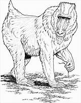 African Animals Coloring Page  ColoringBay sketch template