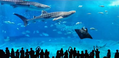 Five Minute Guide to Okinawa Churaumi Aquarium - Oki Social