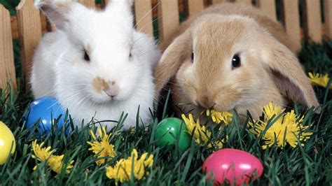 Easter Bunny Wallpapers Free - Wallpaper Cave