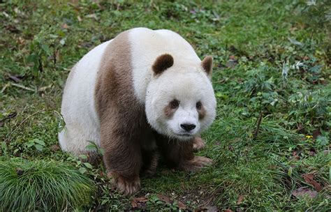 The World's Only Brown Panda Who Was Abandoned As A Baby, Finally Finds Happiness | Bored Panda