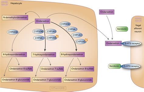 PharmGKB summary: Ondansetron and tropisetron pathways, phar... : Pharmacogenetics and Genomics