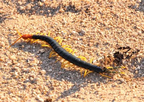 Colorful centipede | Interesting centipede (?) about seven i… | Flickr