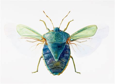 modern-art-gallery | Bug art, Insects, Bugs and insects