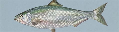 Future Bright For American Shad, Most Abundant Anadromous Fish In Columbia River Basin; Risks To ...