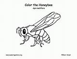 Bee Coloring Pages Colored sketch template